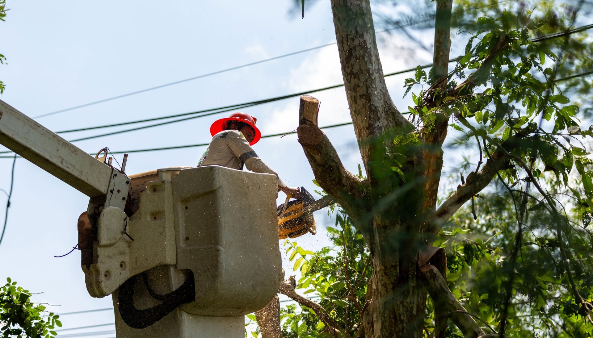 Tree care and maintenance services in Fort Lauderdale