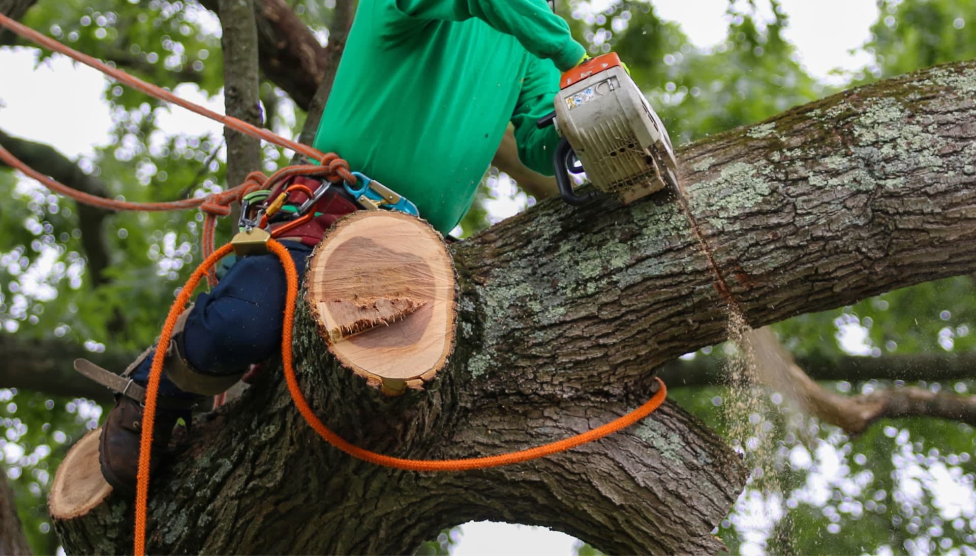 Shed your worries away with best tree removal in Fort Lauderdale