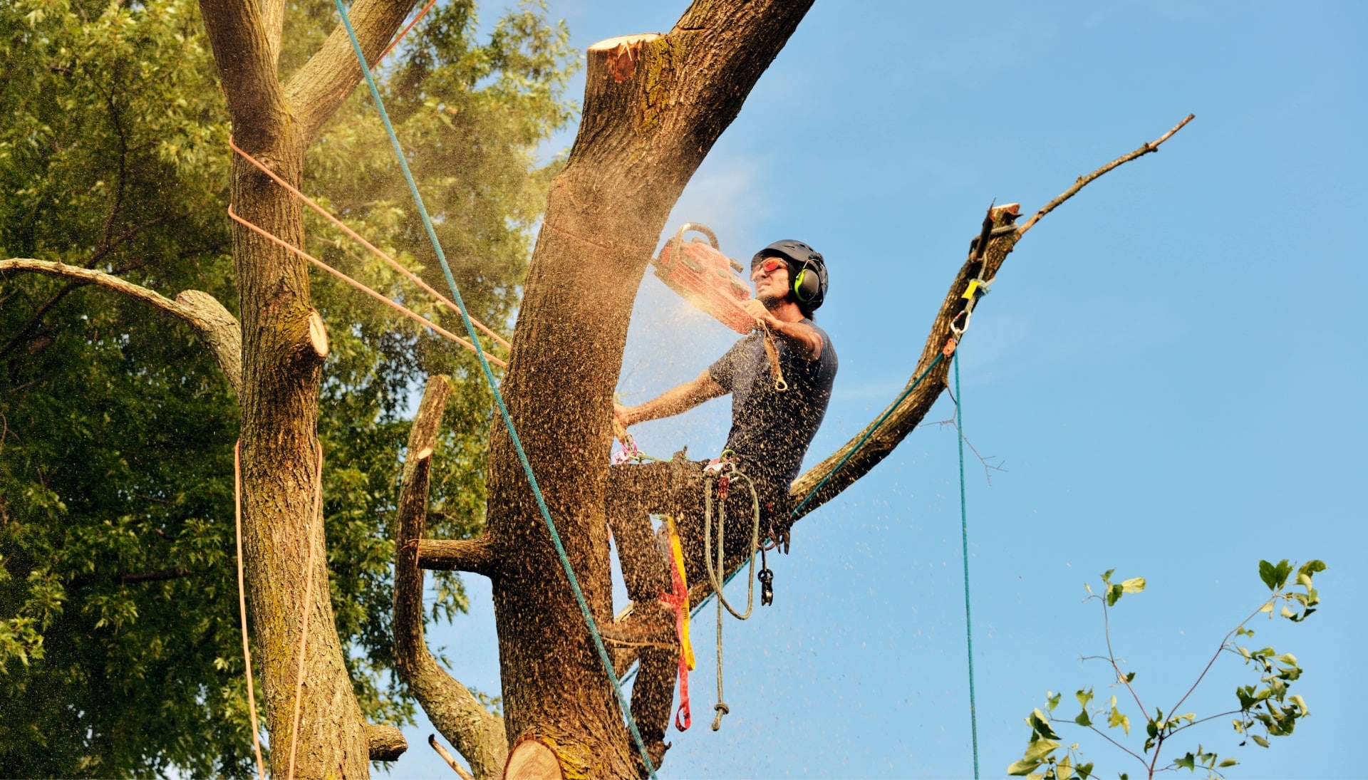 Get rid of tree problems with the expert tree removal contractors in Fort Lauderdale
