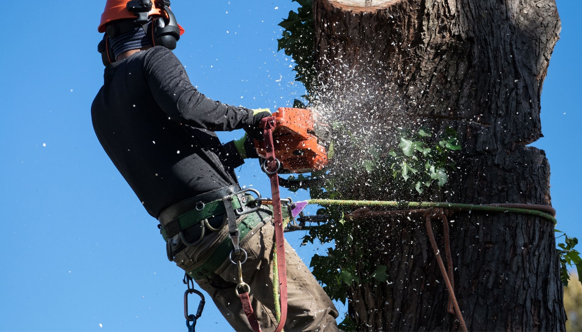 Professional Tree removal solutions in Fort Lauderdale