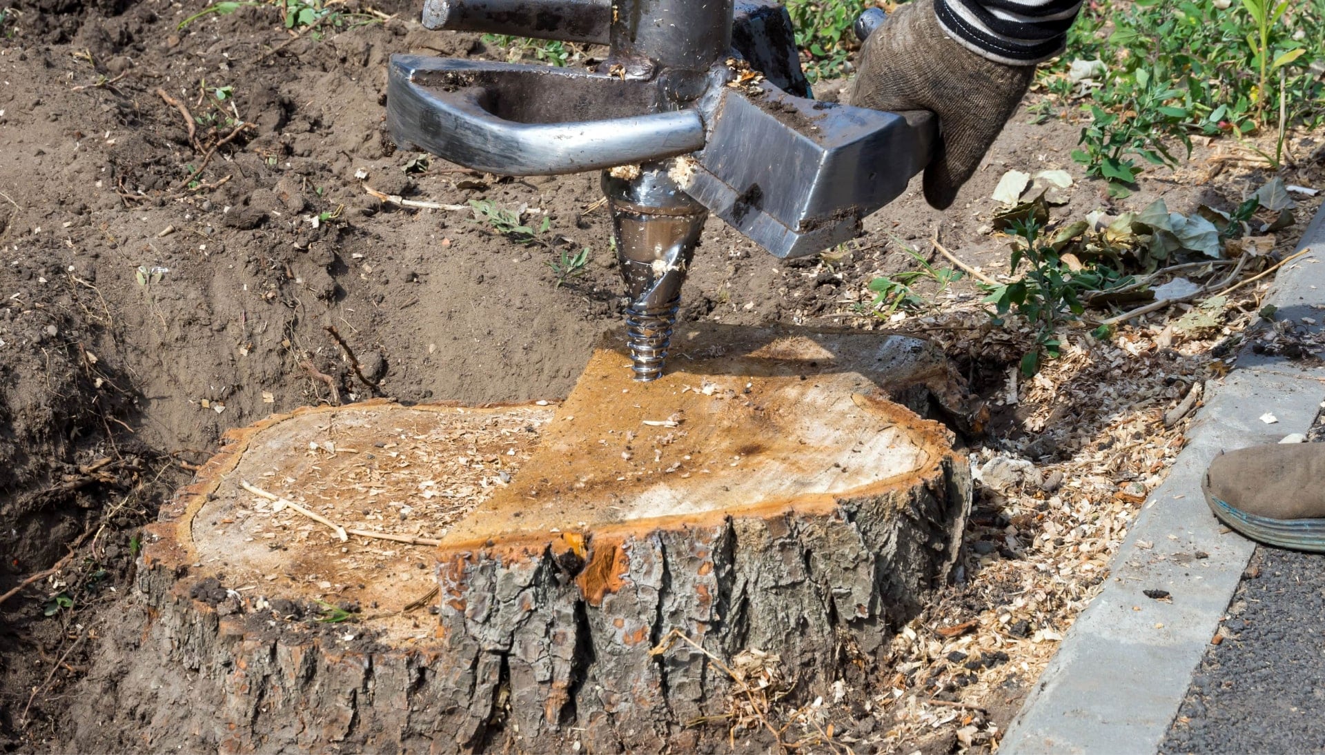 Fort Lauderdale Tree stump removal